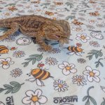 phoca_thumb_m_agamy krlk zajci 14 Fotogalerie